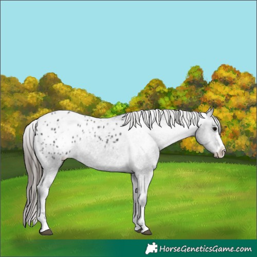 Horse Color:Black Appaloosa Rabicano 