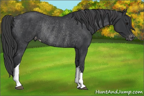 Horse Color:Black Appaloosa Rabicano 