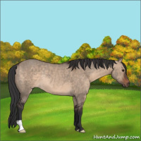Horse Color:Brown Dun Rabicano 