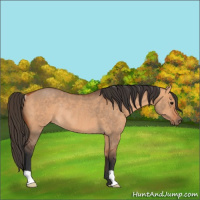 Horse Color:Bay Dun Rabicano 