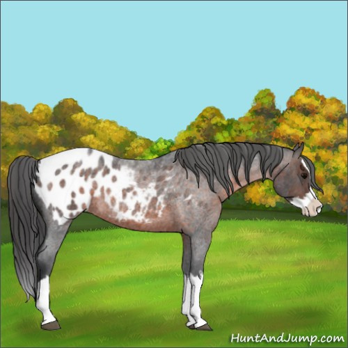 Horse Color:Brown Roan Splash Blanket Rabicano