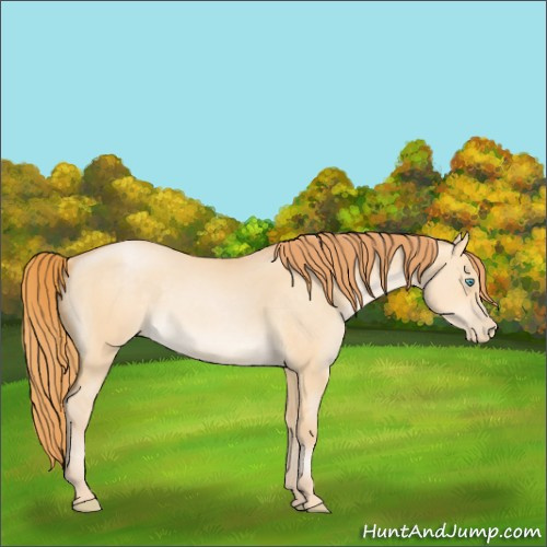 Horse Color:Buckskin Pearl Dun 