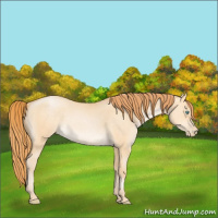 Horse Color:Buckskin Pearl Dun 