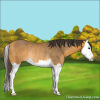 Horse Color:Buckskin Splash Rabicano 