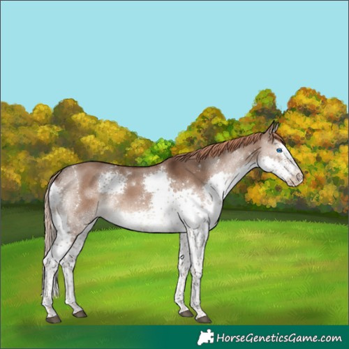 Horse Color:Liver Red Dun Splash Tobiano 