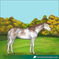 Horse Color:Liver Red Dun Splash Tobiano 