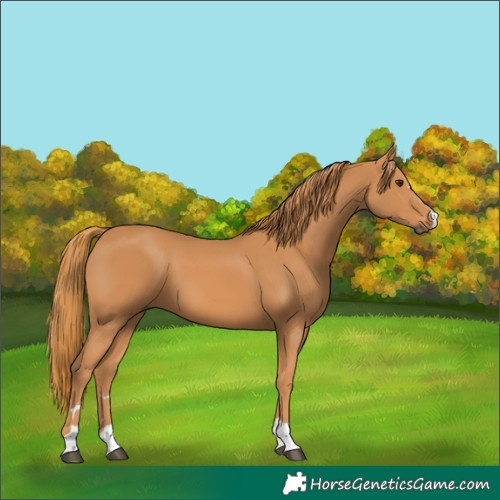 Horse Color:Chestnut 