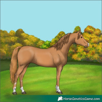 Horse Color:Chestnut 