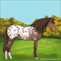 Horse Color:Liver Chestnut Appaloosa 