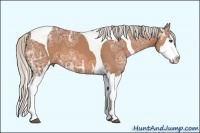 Horse Color:Silver Bay Ice Sabino Splash Tobiano 