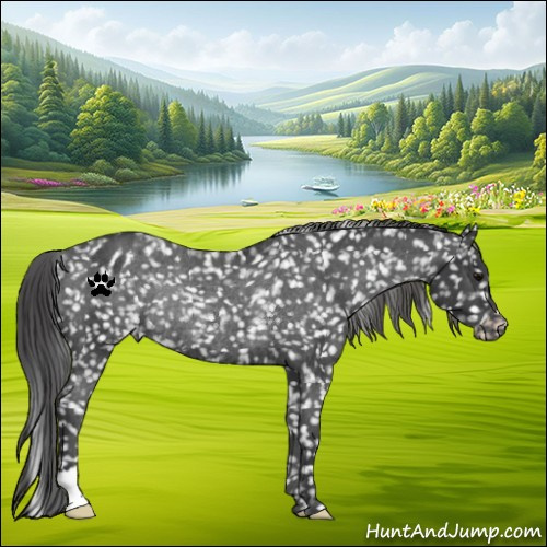 Horse Color:Black Appaloosa Rabicano 