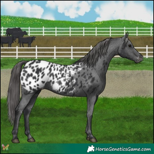Horse Color:Black Appaloosa