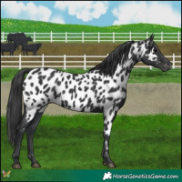 Horse Color:Black Appaloosa 