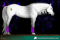 Horse Color:Gray Liver Chestnut Sabino 