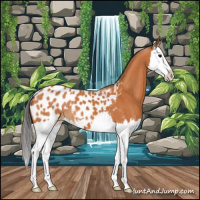 Horse Color:Bay Splash Appaloosa 