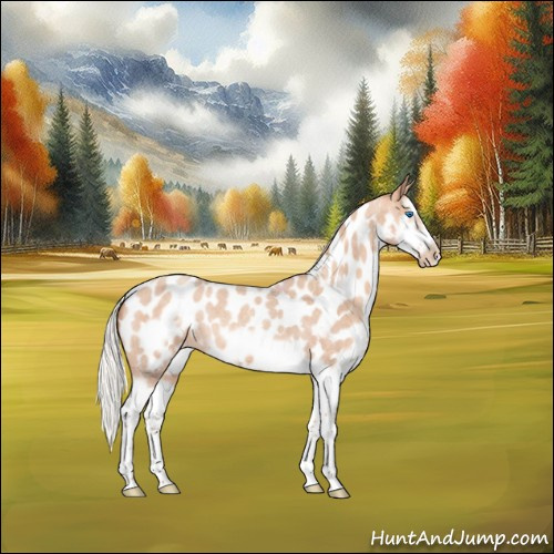 Horse Color:Silver Amber Champagne Roan Splash Frame Appaloosa