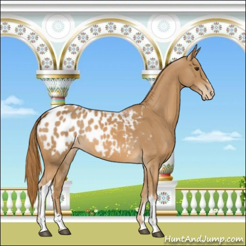 Horse Color:Chestnut Appaloosa 