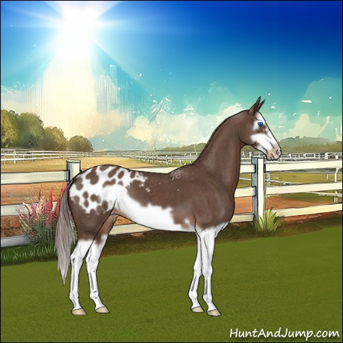 Horse Color:Liver Red Roan Splash Frame Appaloosa