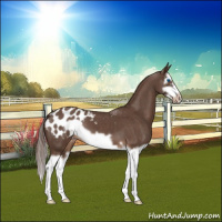 Horse Color:Liver Red Roan Splash Frame Appaloosa