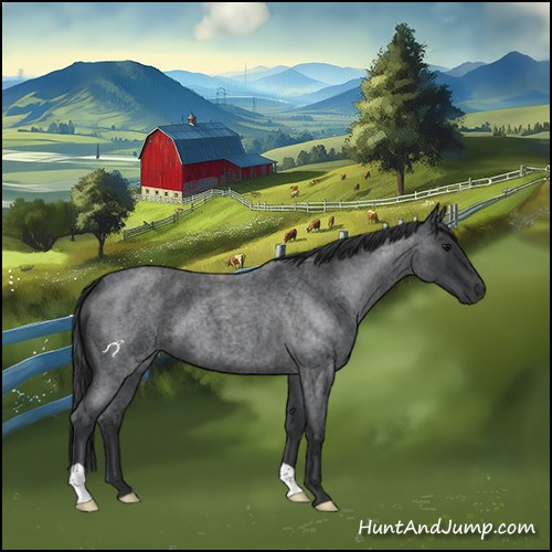 Horse Color:Blue Roan 