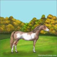Horse Color:Red Roan Frame 