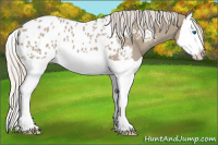 Horse Color:Silver Grullo Splash Near Leopard