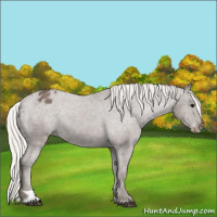 Horse Color:Silver Black Varnish 