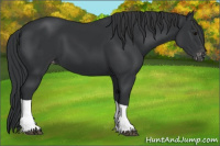 Horse Color:Black Tobiano Varnish