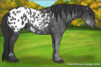 Horse Color:Black Sabino Near Leopard 