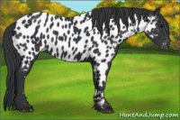 Horse Color:Black Near Leopard 