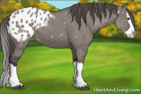Horse Color:Grullo Sabino Splash Blanket