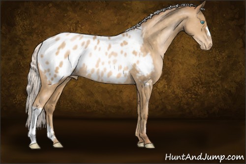 Horse Color:Silver Buckskin Pearl Appaloosa Rabicano 