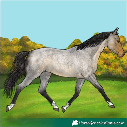 Horse Color:Buckskin Roan Rabicano 