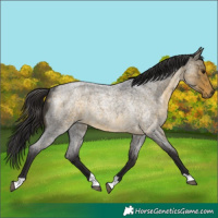 Horse Color:Buckskin Roan Rabicano 