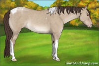 Horse Color:Classic Champagne Dun Tobiano 