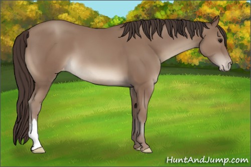 Horse Color:Classic Champagne Appaloosa 