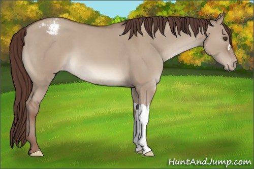 Horse Color:Classic Champagne Dun Varnish