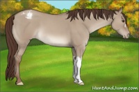 Horse Color:Classic Champagne Dun Varnish 