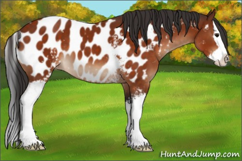 Horse Color:White Spotted Brown Splash Appaloosa 