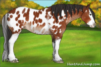 Horse Color:White Spotted Brown Splash Appaloosa 