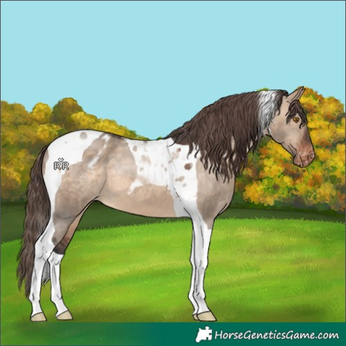 Horse Color:Brown Dun Tobiano Appaloosa 