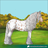 Horse Color:White Spotted Silver Brown Tobiano Appaloosa Rabicano 