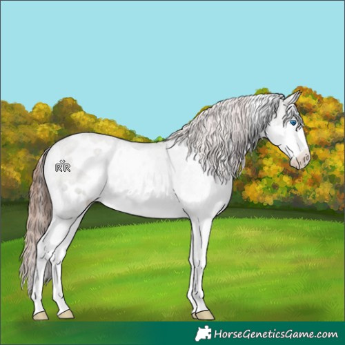 Horse Color:White Spotted Grullo Sabino Splash Appaloosa 