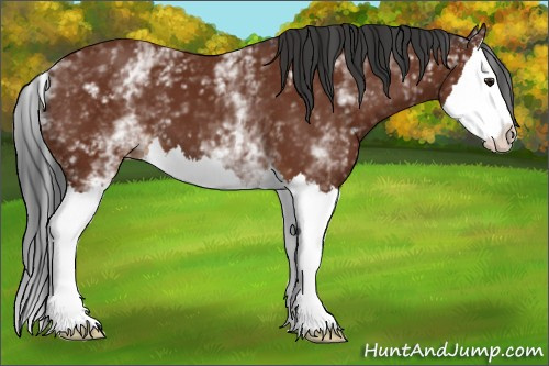 Horse Color:White Spotted Brown Splash