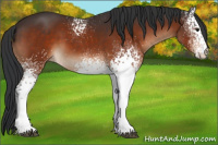 Horse Color:White Spotted Brown 