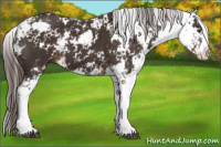 Horse Color:Liver Chestnut Sabino 