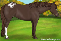 Horse Color:Liver Chestnut Appaloosa 