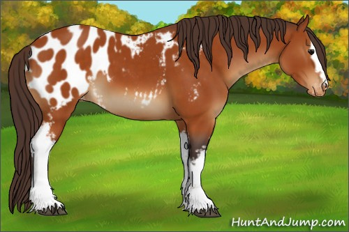 Horse Color:White Spotted Buckskin Appaloosa 
