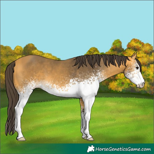 Horse Color:White Spotted Buckskin 