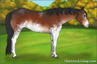 Horse Color:White Spotted Bay 